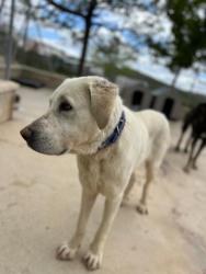 GPAR :: Grupo de Protección Animal de Rute