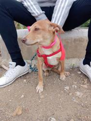 GPAR :: Grupo de Protección Animal de Rute