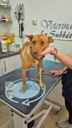 GPAR :: Grupo de Protección Animal de Rute