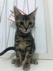 GPAR :: Grupo de Protección Animal de Rute