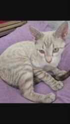 GPAR :: Grupo de Protección Animal de Rute