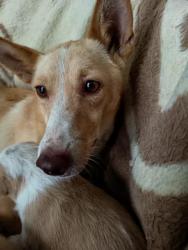 GPAR :: Grupo de Protección Animal de Rute