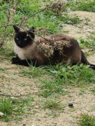 GPAR :: Grupo de Protección Animal de Rute