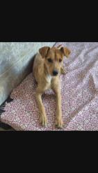 GPAR :: Grupo de Protección Animal de Rute