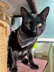 GPAR :: Grupo de Protección Animal de Rute