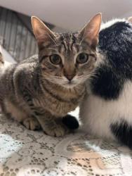 GPAR :: Grupo de Protección Animal de Rute