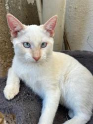 GPAR :: Grupo de Protección Animal de Rute