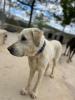 GPAR :: Grupo de Protección Animal de Rute