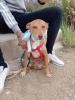 GPAR :: Grupo de Protección Animal de Rute