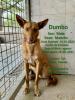 GPAR :: Grupo de Protección Animal de Rute