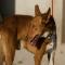 GPAR :: Grupo de Protección Animal de Rute