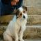 GPAR :: Grupo de Protección Animal de Rute