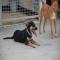 GPAR :: Grupo de Protección Animal de Rute