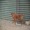 GPAR :: Grupo de Protección Animal de Rute