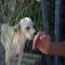 GPAR :: Grupo de Protección Animal de Rute