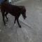 GPAR :: Grupo de Protección Animal de Rute