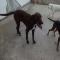 GPAR :: Grupo de Protección Animal de Rute