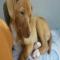 GPAR :: Grupo de Protección Animal de Rute