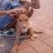 GPAR :: Grupo de Protección Animal de Rute