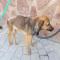 GPAR :: Grupo de Protección Animal de Rute