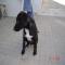 GPAR :: Grupo de Protección Animal de Rute