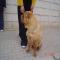GPAR :: Grupo de Protección Animal de Rute