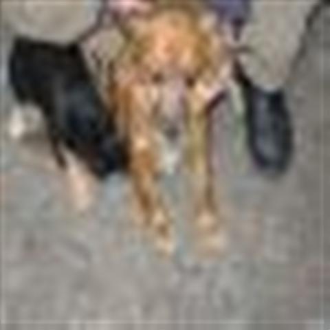 GPAR :: Grupo de Protección Animal de Rute
