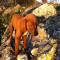 GPAR :: Grupo de Protección Animal de Rute